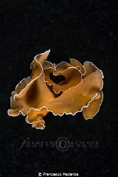 [:b:]Orange dancer[:/b:] by Francesco Pacienza 